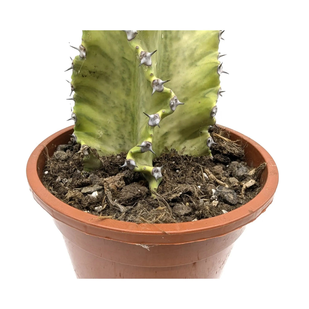Euphorbia Marmorata | Marbled Euphorbia_5_main