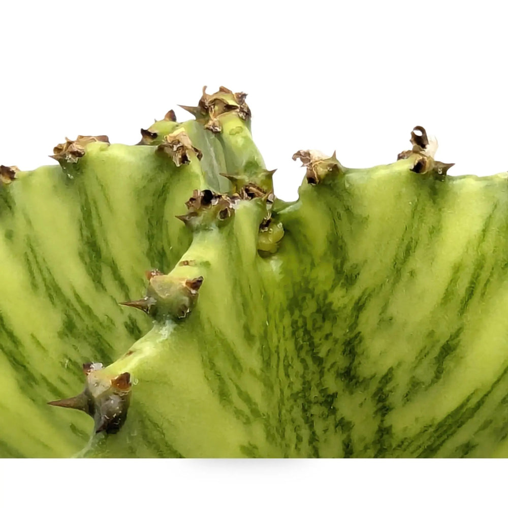 Euphorbia Marmorata | Marbled Euphorbia_6_main