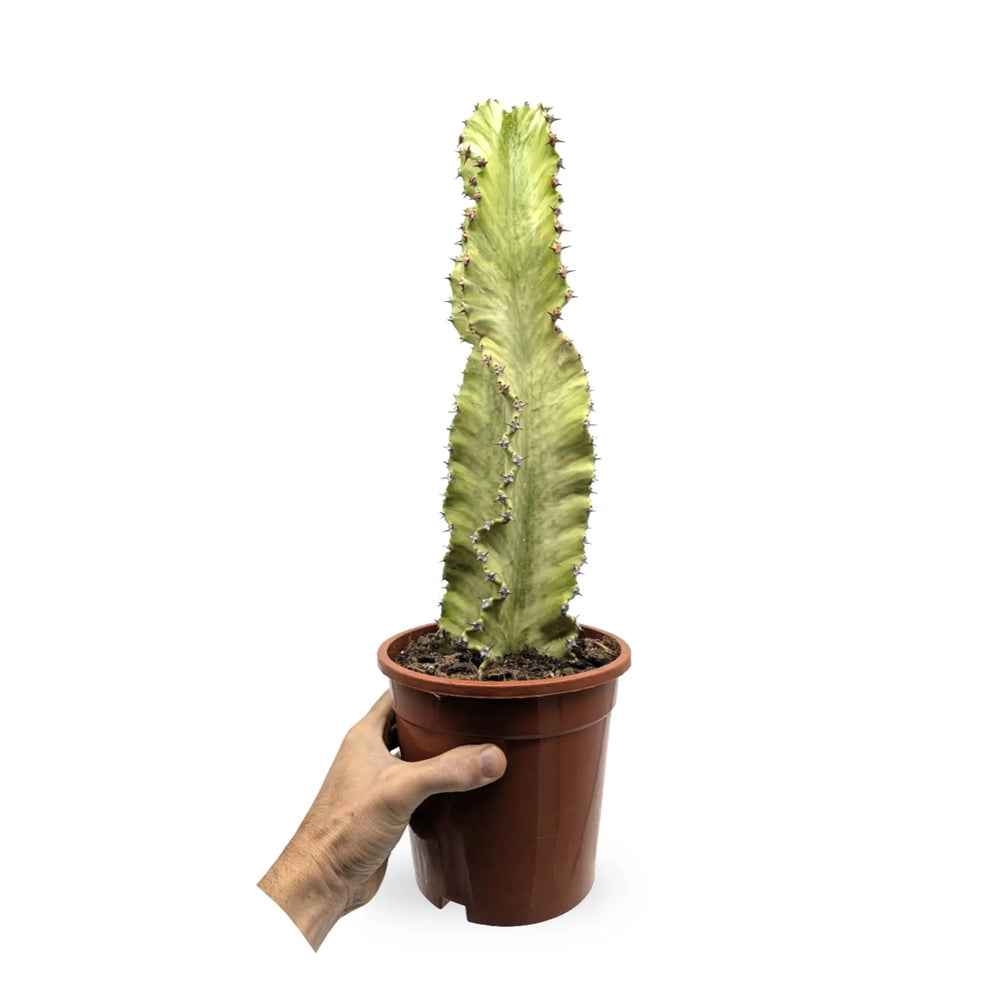 Euphorbia Marmorata | Marbled Euphorbia_7_main