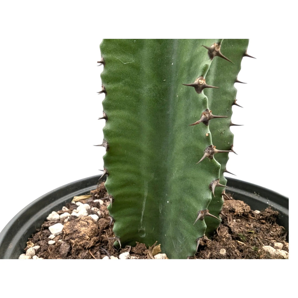 Euphorbia ingens - Candelabra tree_6_thumb