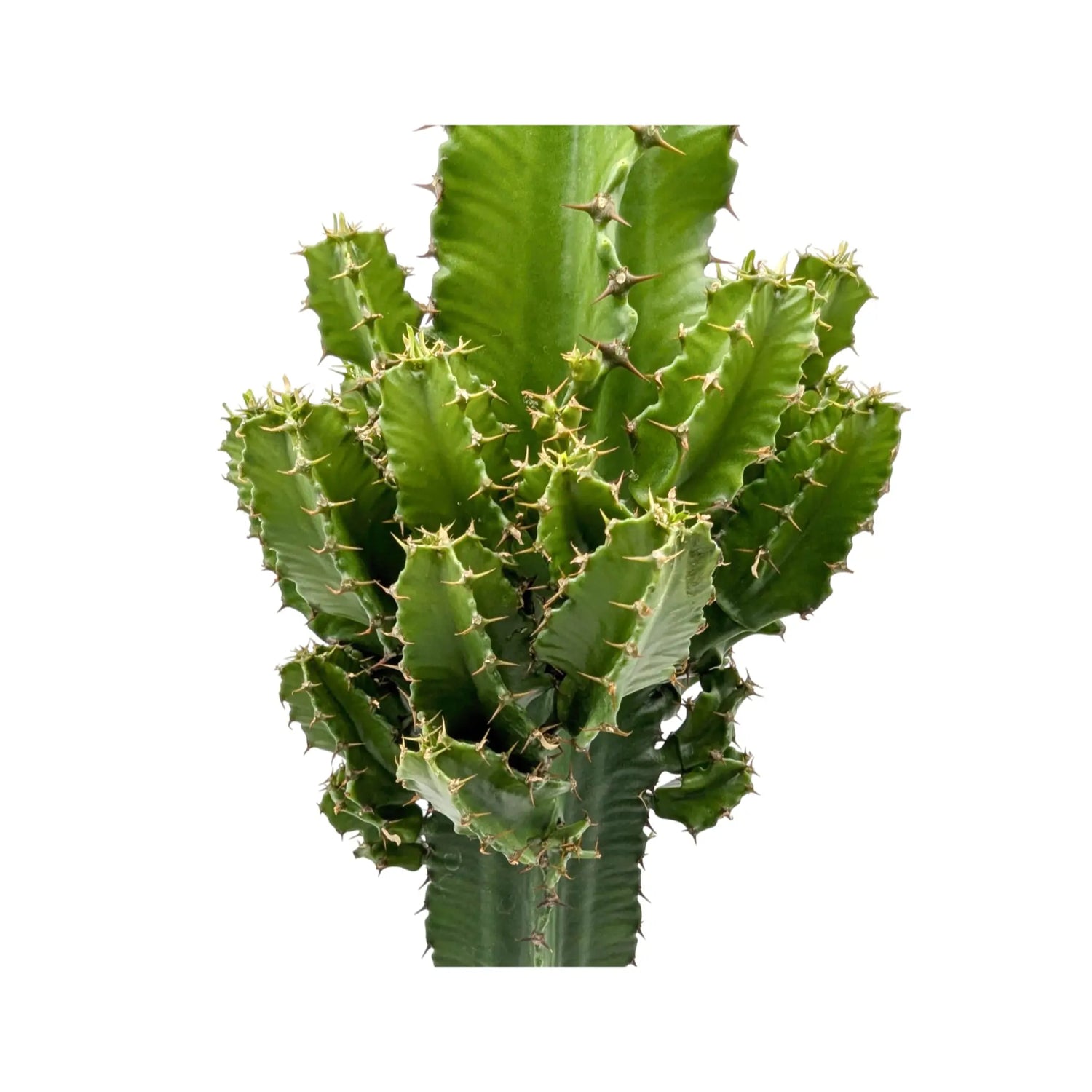 Euphorbia ingens Oz