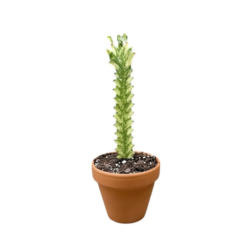 Euphorbia lactea Variegata | Mottled Spurge Leaf Culture
