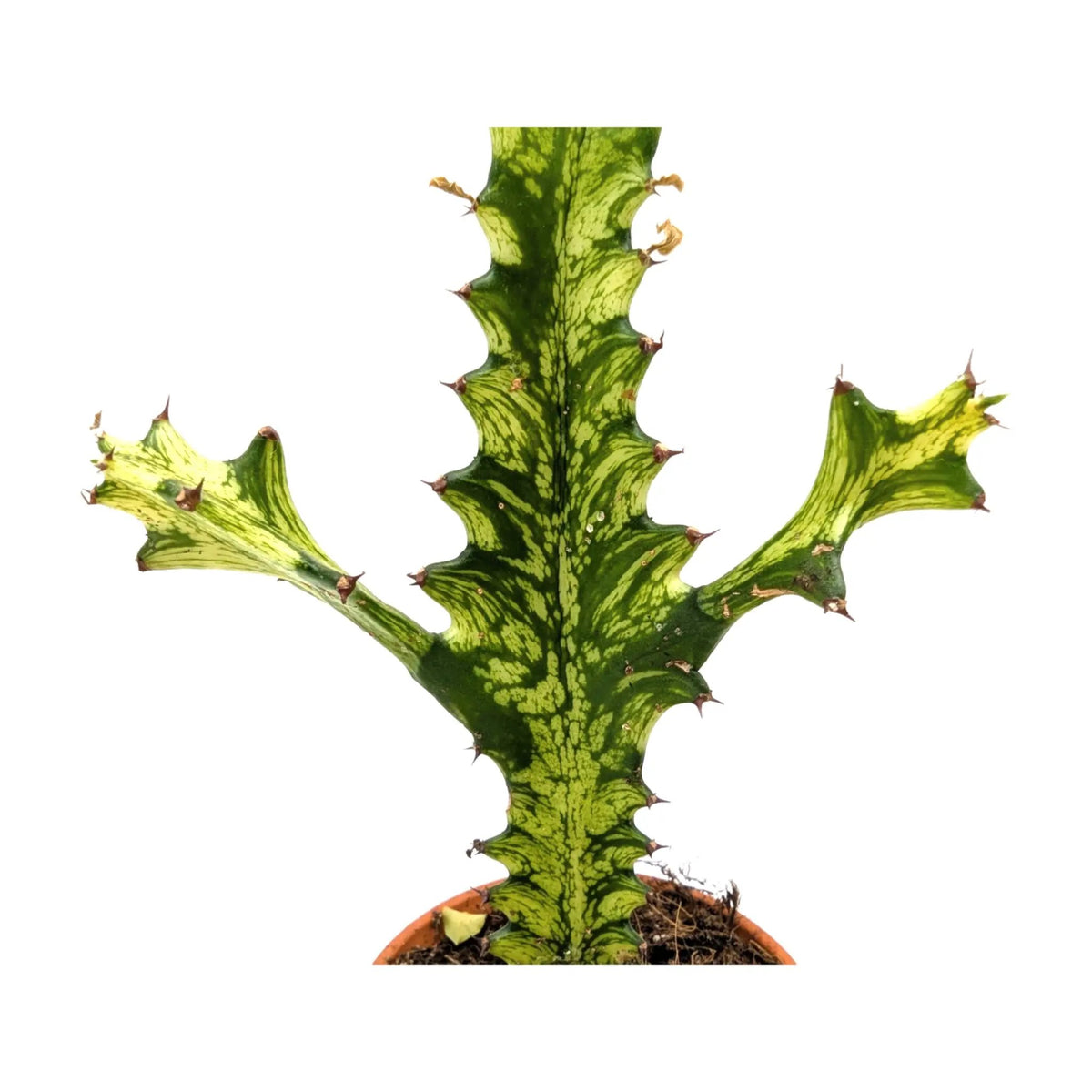 Euphorbia lactea Variegata | Mottled Spurge Leaf Culture