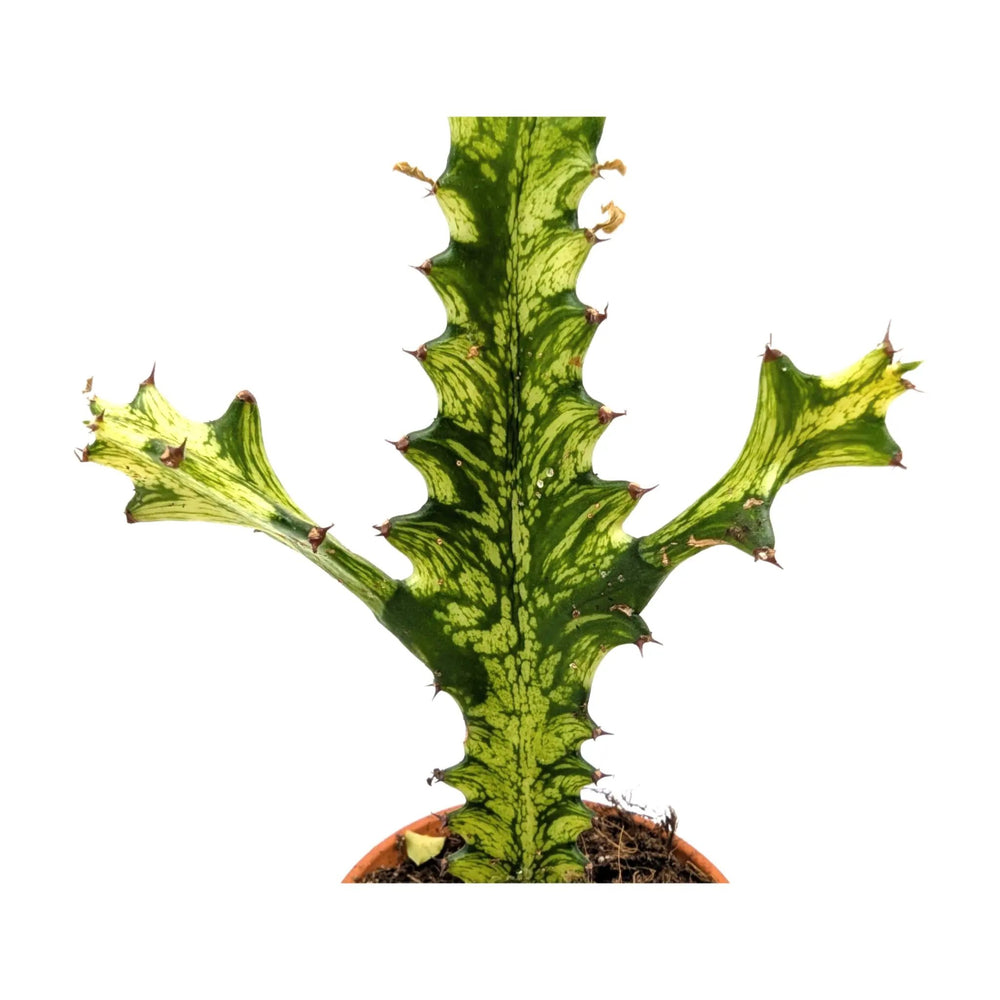 Euphorbia lactea Variegata | Mottled Spurge_2_main