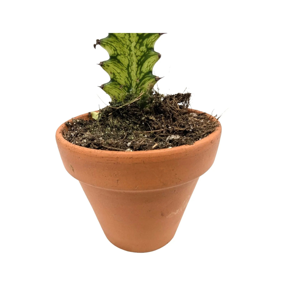 Euphorbia lactea Variegata | Mottled Spurge Leaf Culture