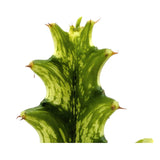 Euphorbia lactea Variegata | Mottled Spurge Leaf Culture