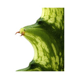 Euphorbia lactea Variegata | Mottled Spurge Leaf Culture