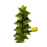 Euphorbia lactea Variegata | Mottled Spurge Leaf Culture