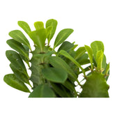 Euphorbia trigona - African milk tree Oz