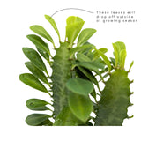 Euphorbia trigona - African milk tree Oz