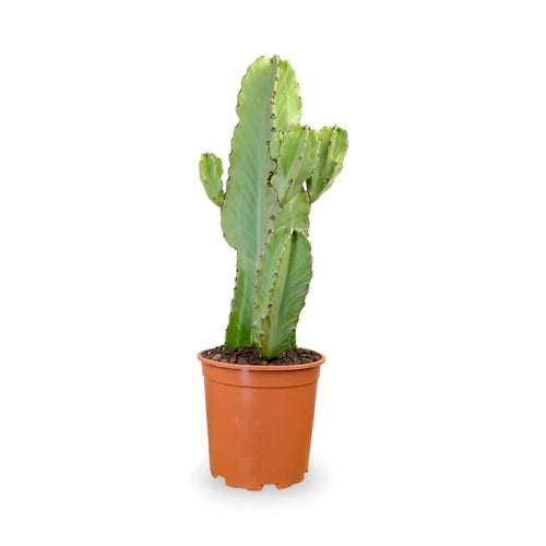 Euphorbia trigona Chunky - African milk tree Leaf Culture
