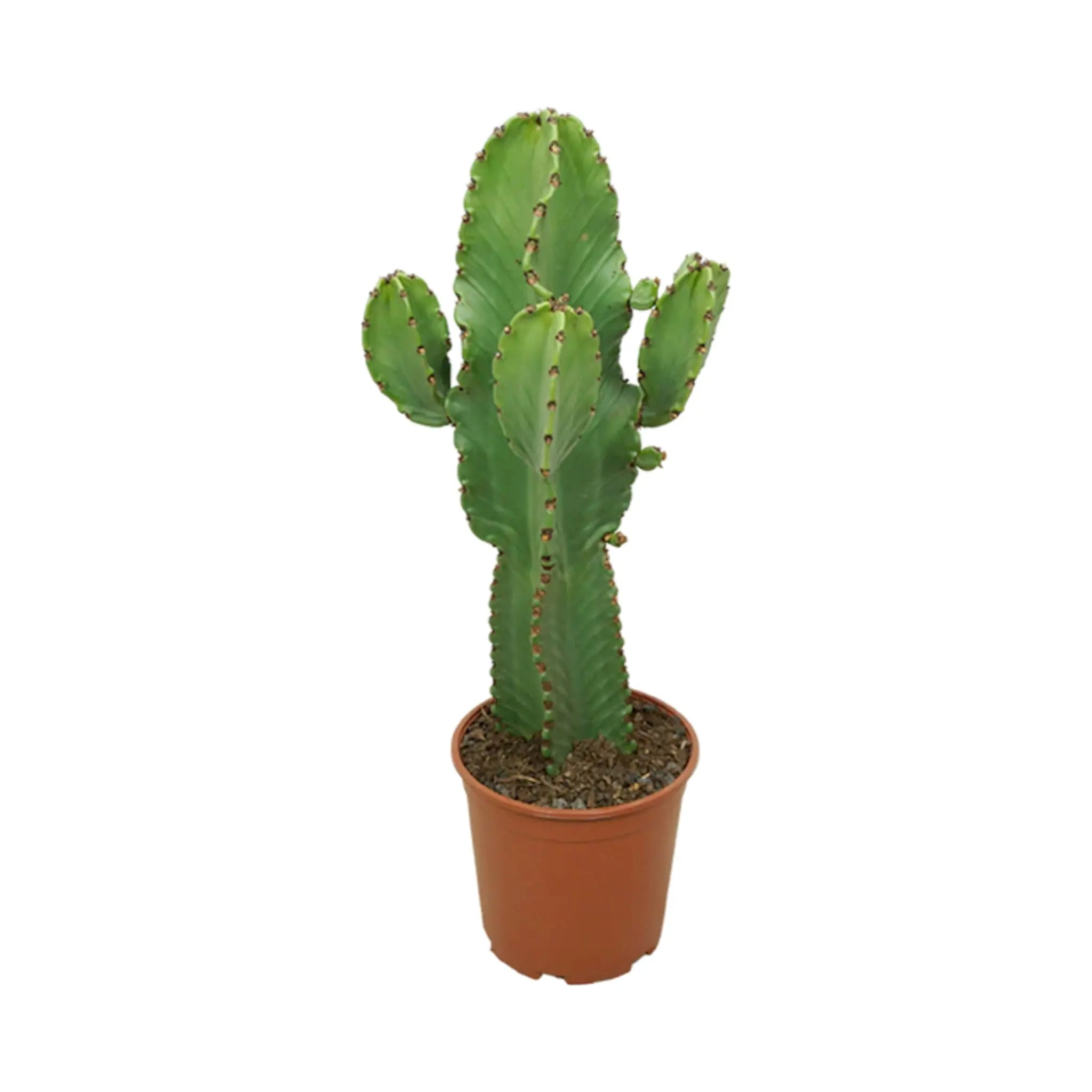 Euphorbia trigona Chunky - African milk tree Leaf Culture