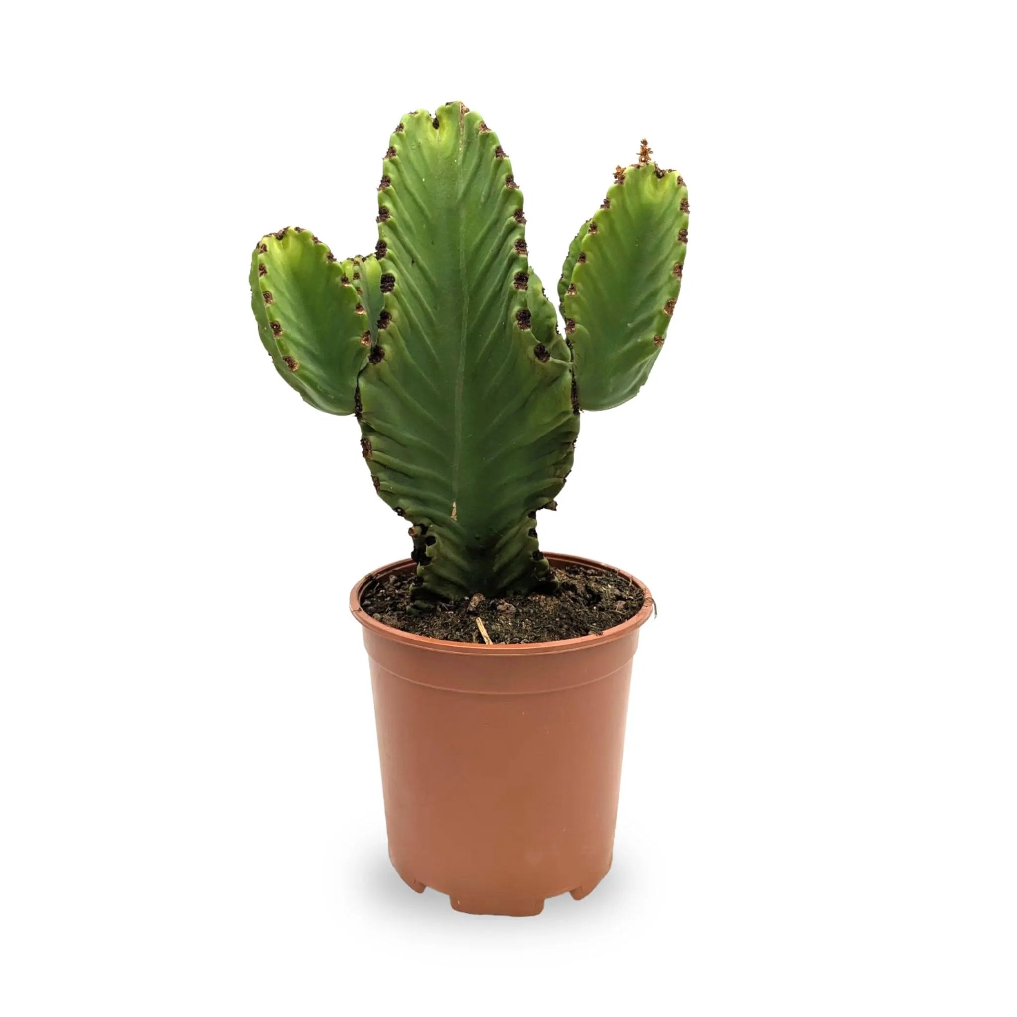 Euphorbia trigona Chunky - African milk tree Leaf Culture
