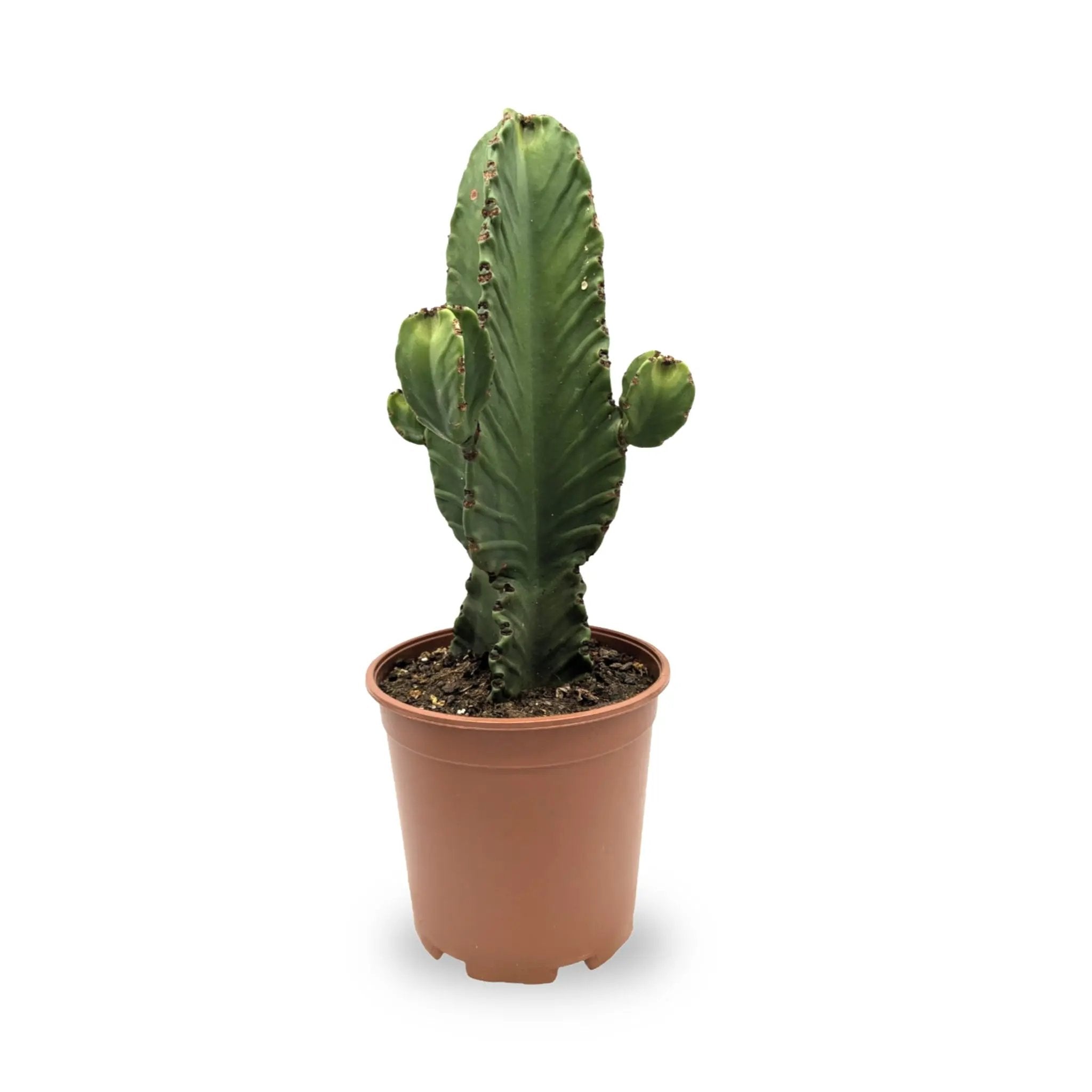 Euphorbia trigona Chunky - African milk tree Leaf Culture