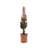 Euphorbia trigona Rubra Leaf Culture