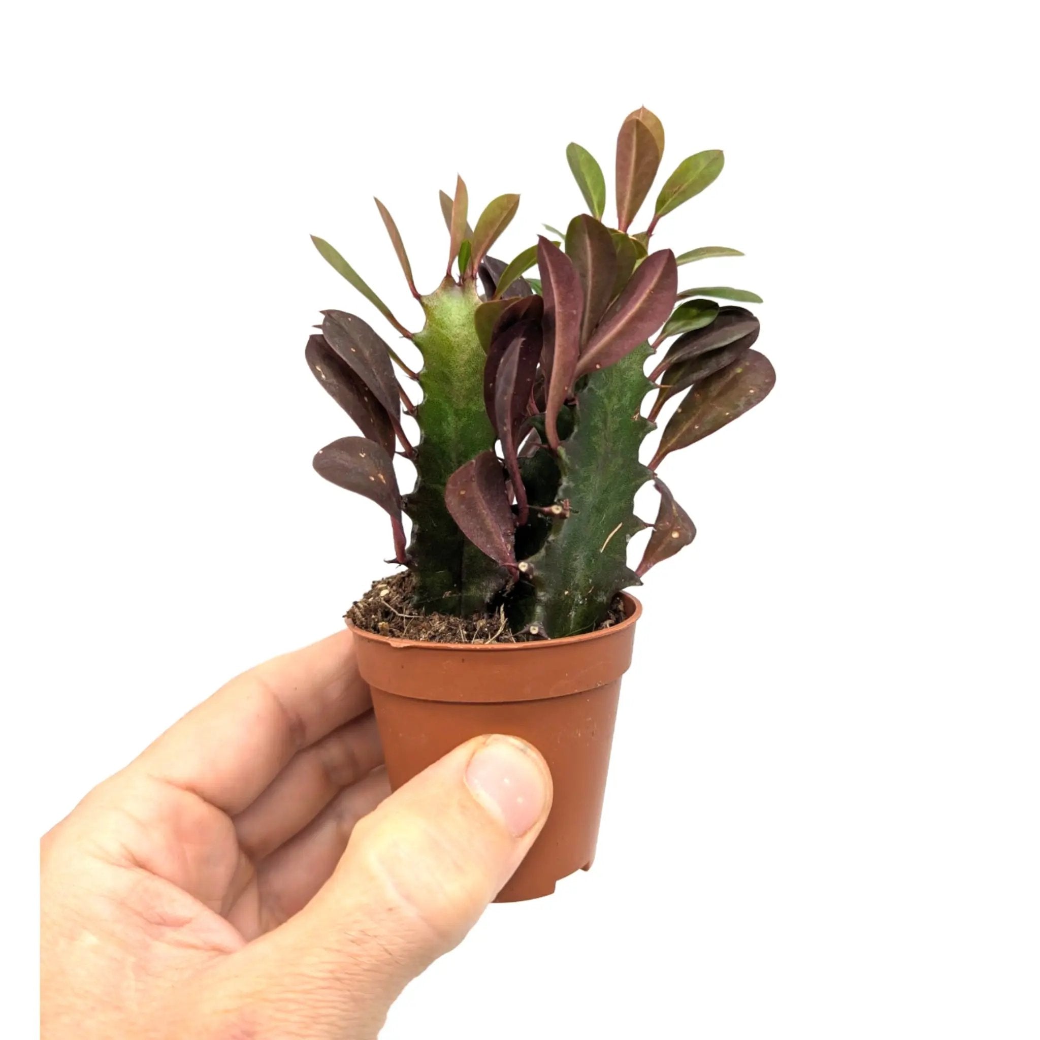 Euphorbia trigona Rubra Leaf Culture