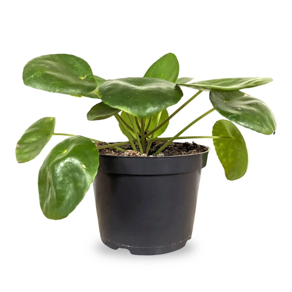 Fast Growing Houseplant Bundle_4_main