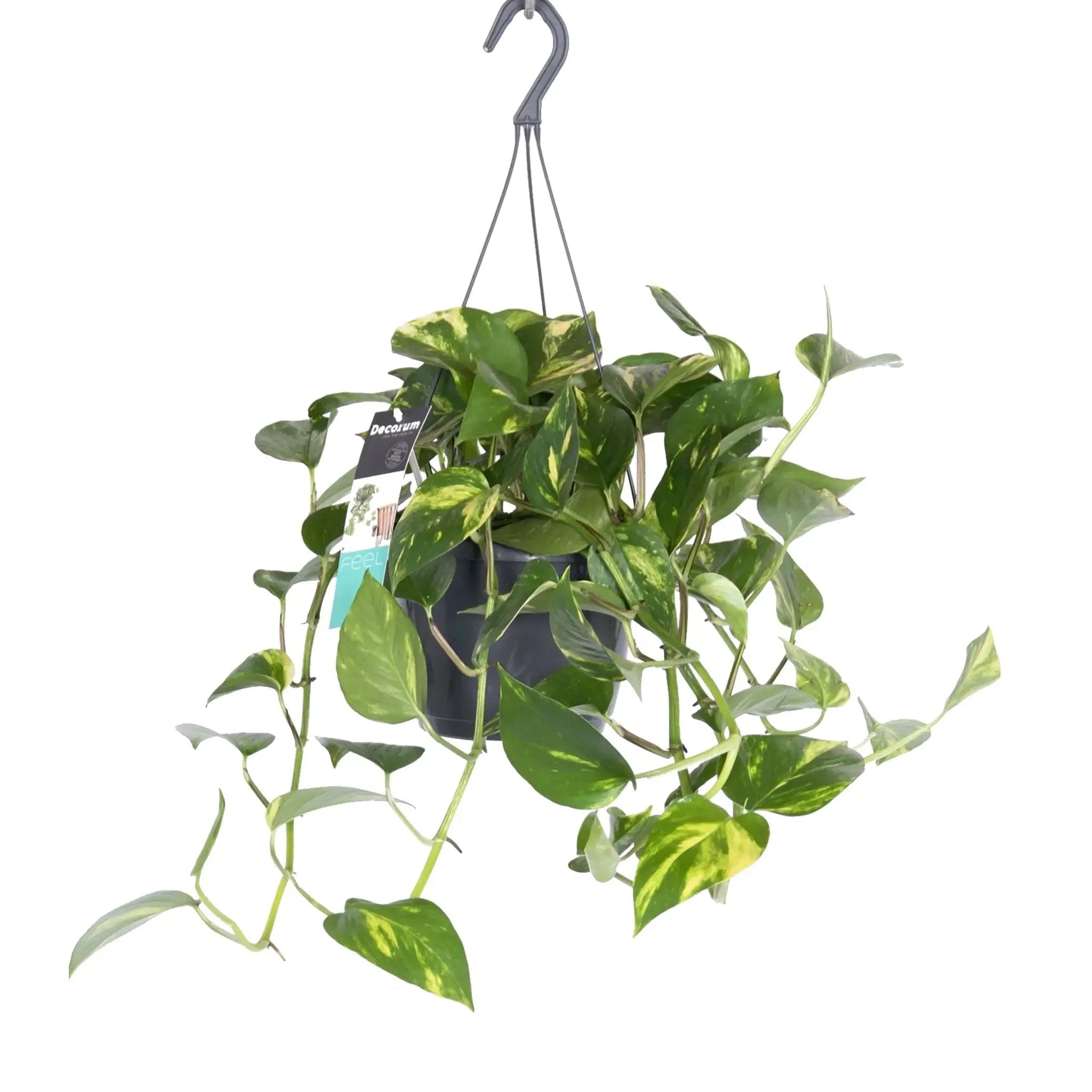 Epipremnum pinnatum Hanging plant - Devil's Ivy Oz