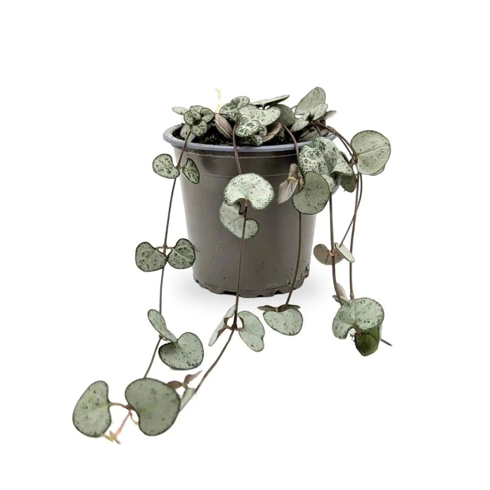 Ceropegia woodii Silver Glory | String of Hearts_6_main