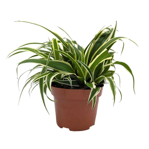 Chlorophytum Vittatum - Spider Plant Leaf Culture