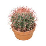 Ferocactus Cactus In Terracotta Leaf Culture