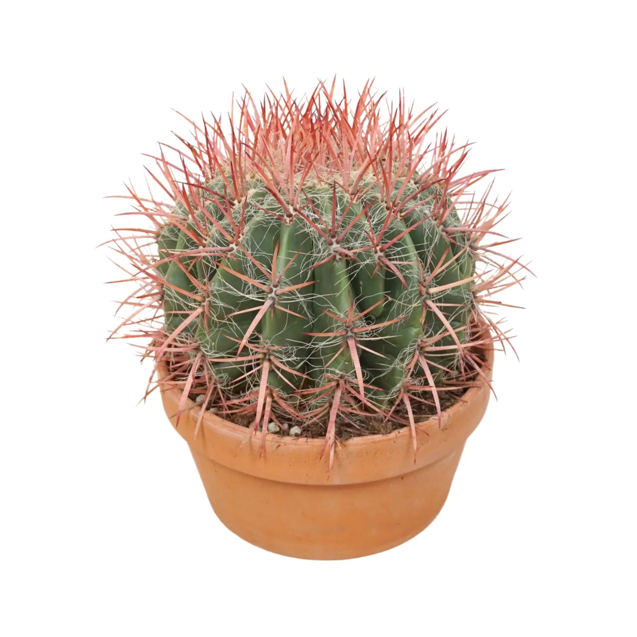 Ferocactus Cactus In Terracotta Leaf Culture