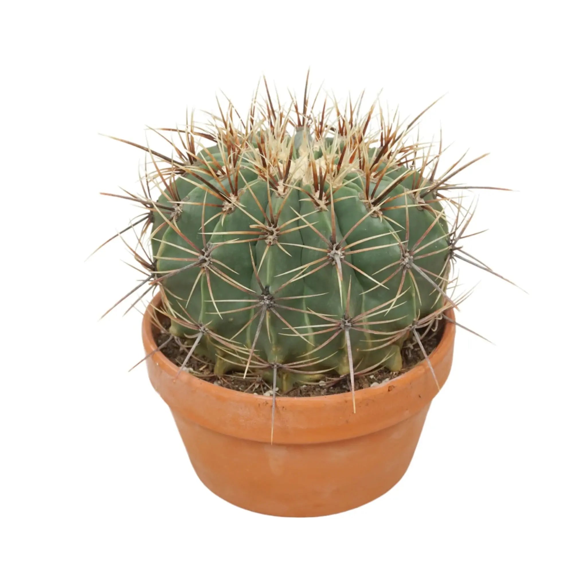 Ferocactus Cactus In Terracotta Leaf Culture