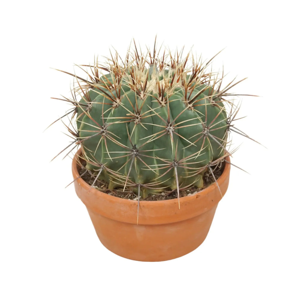 Ferocactus In Terracotta_2_main