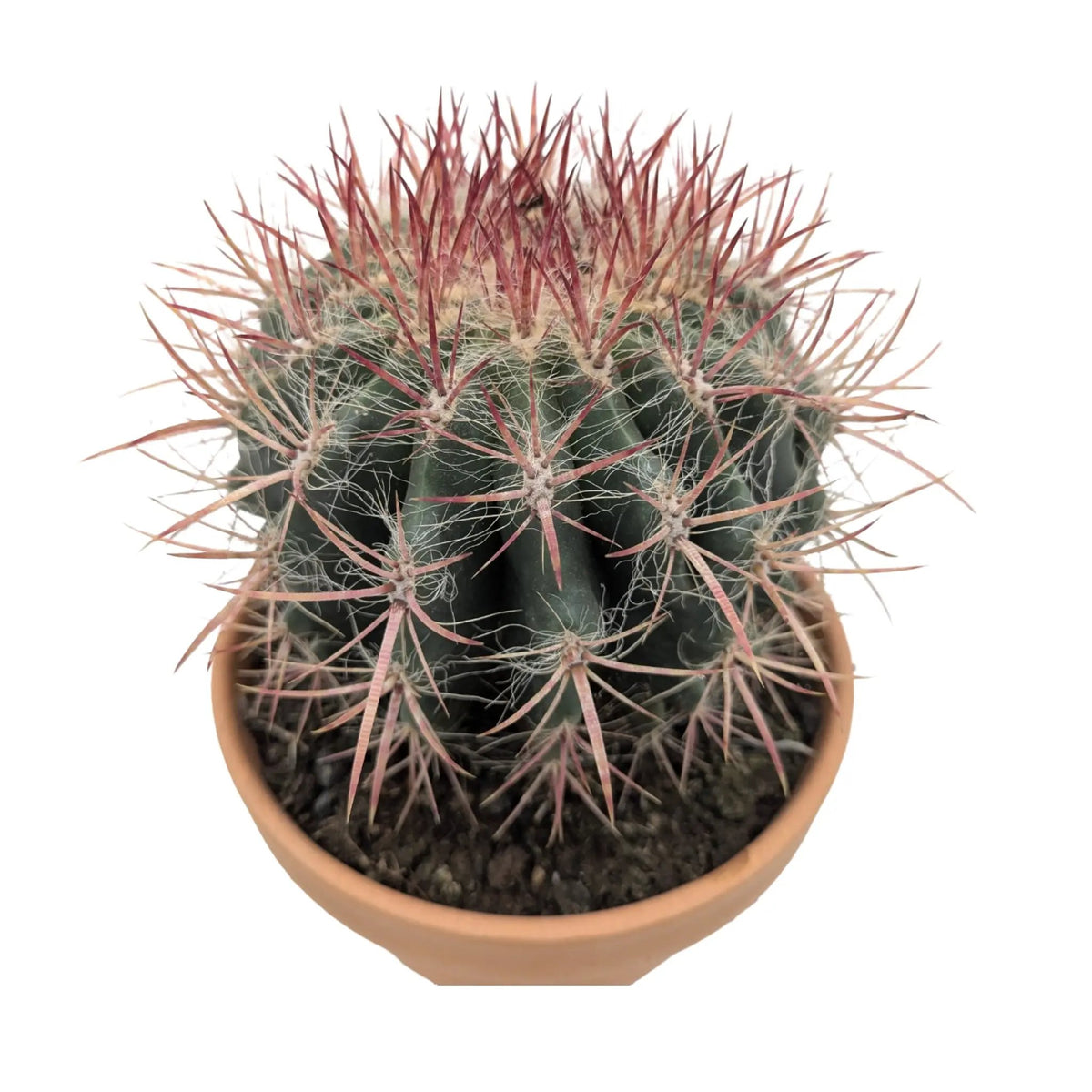 Ferocactus In Terracotta Leaf Culture