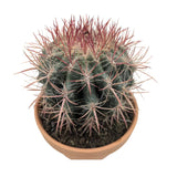 Ferocactus In Terracotta Leaf Culture