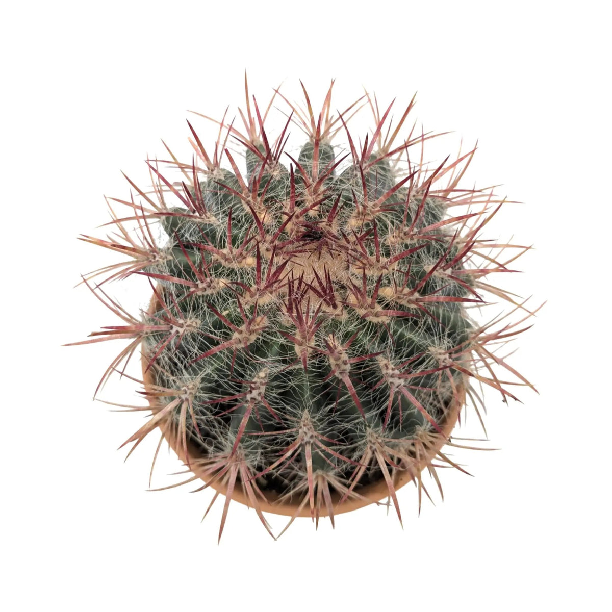 Ferocactus In Terracotta Leaf Culture