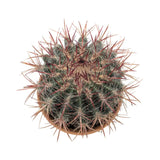 Ferocactus In Terracotta Leaf Culture