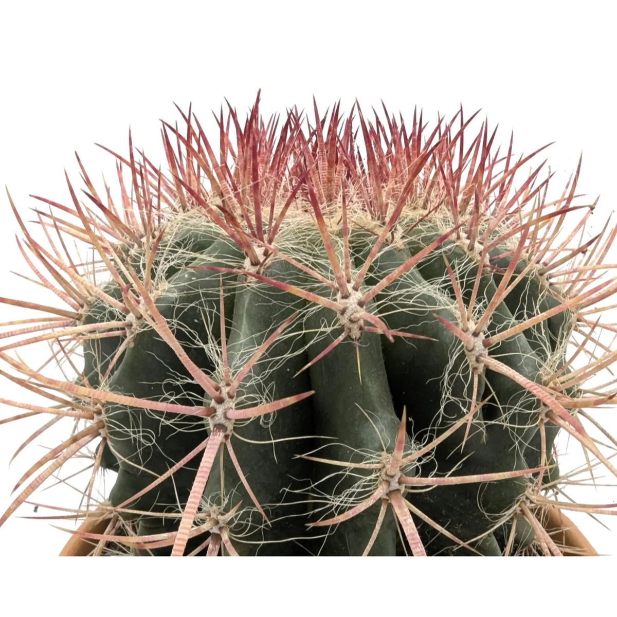 Ferocactus In Terracotta Leaf Culture
