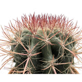 Ferocactus In Terracotta Leaf Culture