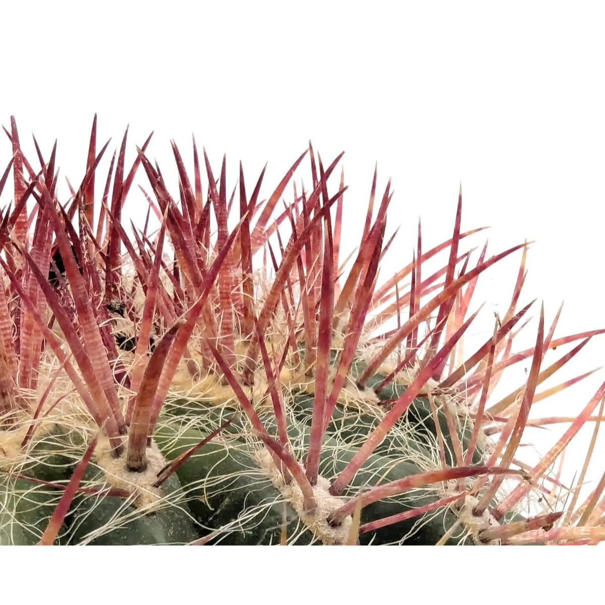 Ferocactus In Terracotta Leaf Culture