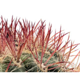 Ferocactus In Terracotta Leaf Culture