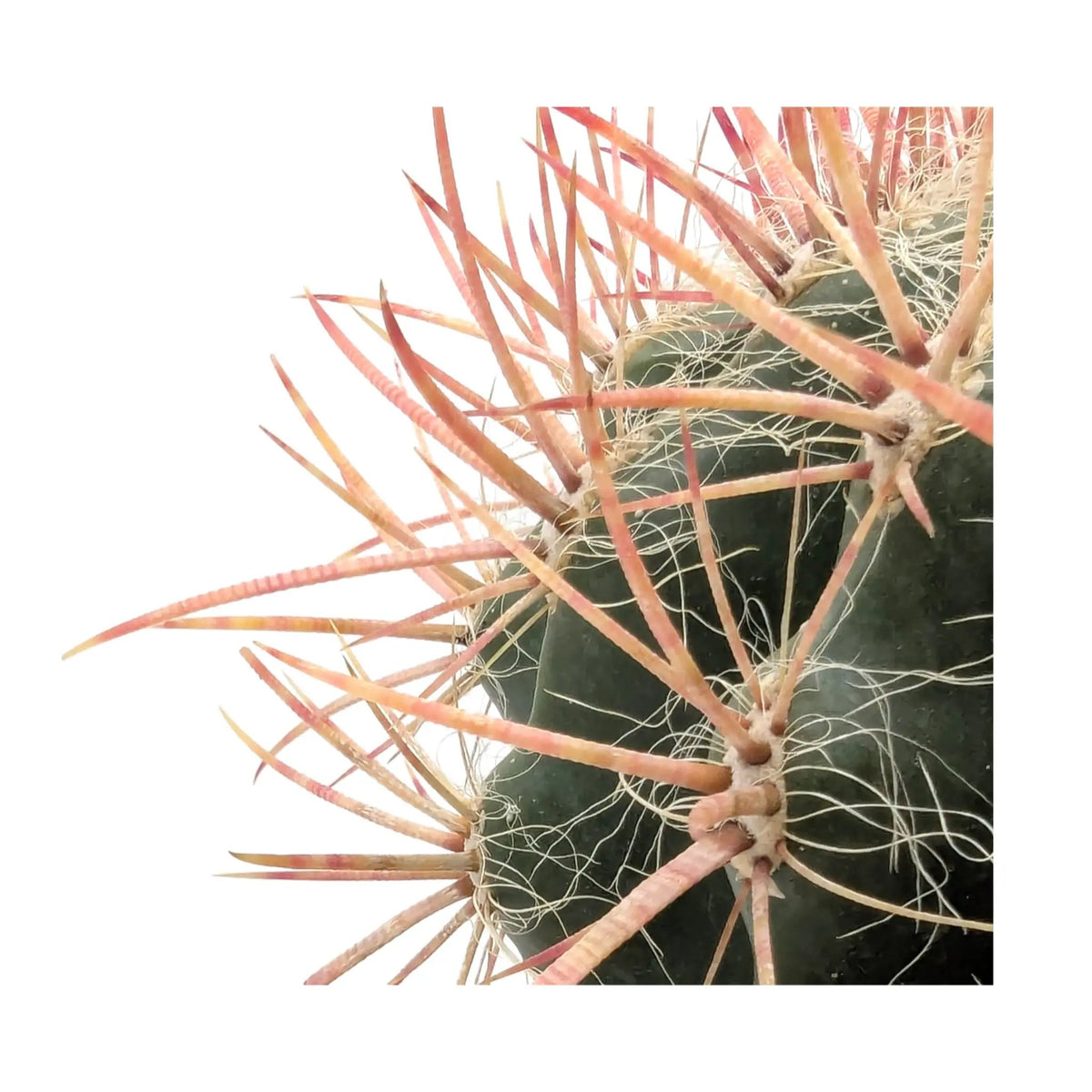 Ferocactus In Terracotta Leaf Culture