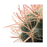 Ferocactus In Terracotta Leaf Culture