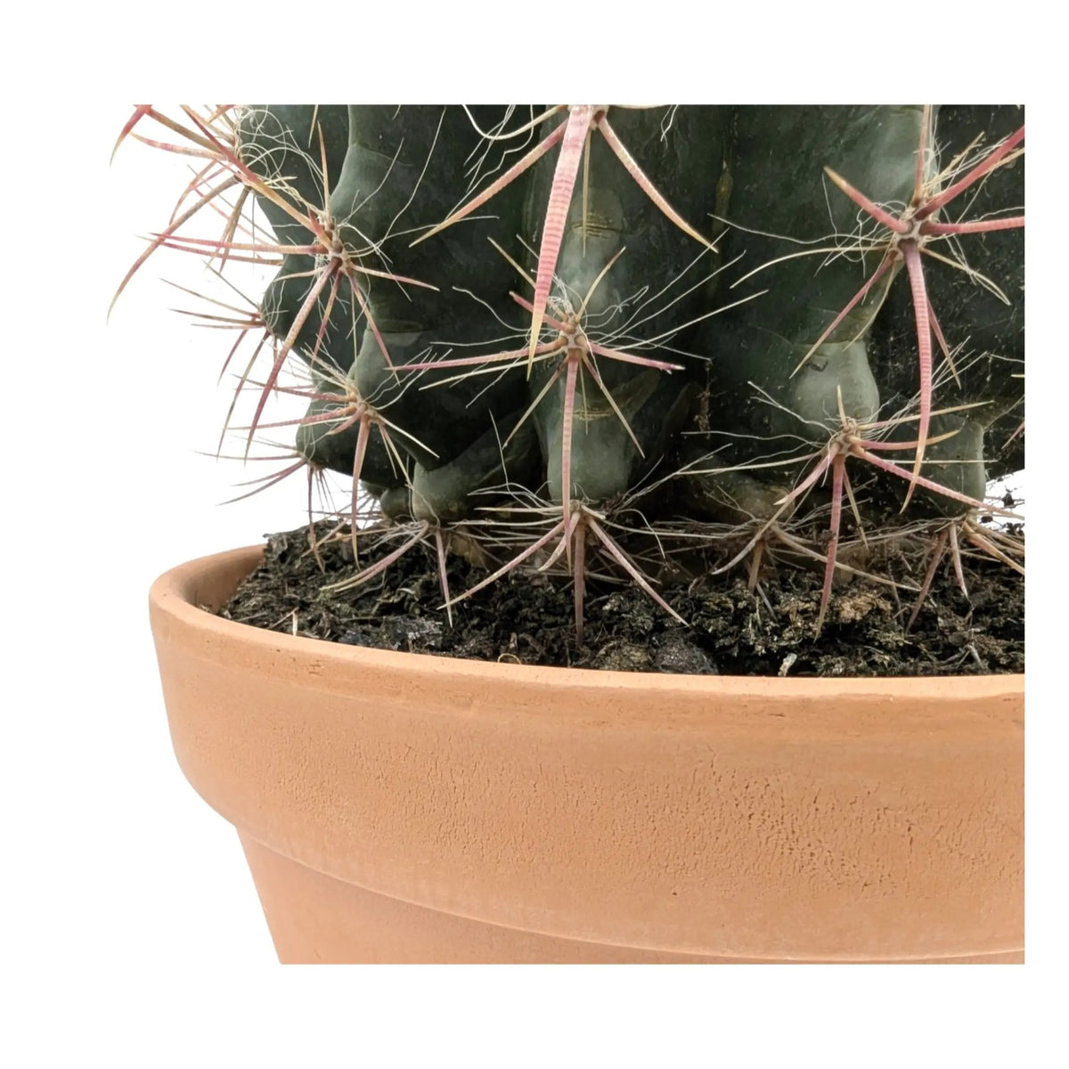 Ferocactus In Terracotta Leaf Culture