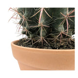 Ferocactus In Terracotta Leaf Culture