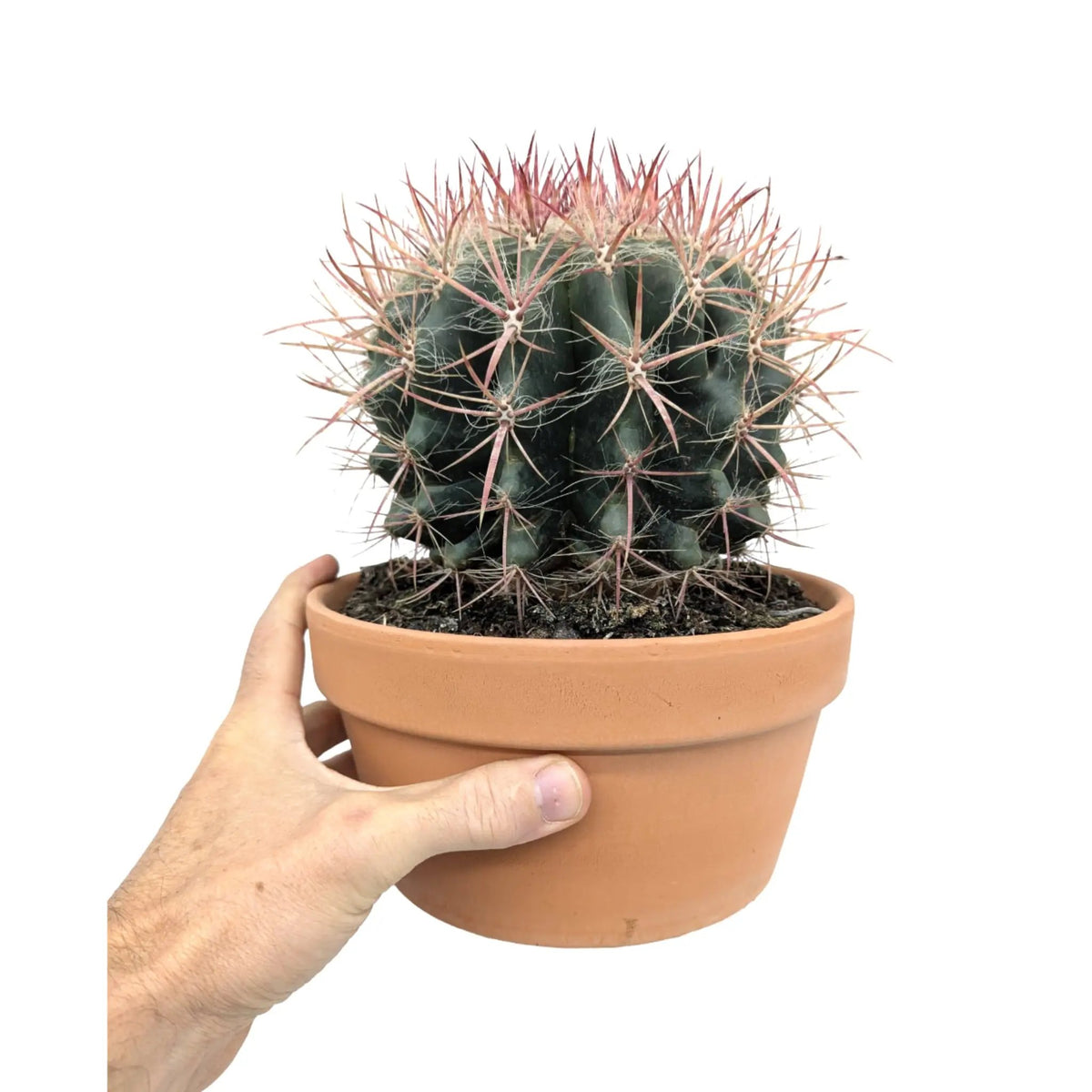Ferocactus In Terracotta Leaf Culture