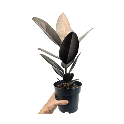 Ficus Abidjan - Burgundy Rubber Plant Leaf Culture