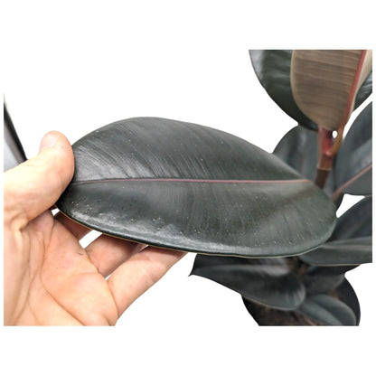 Ficus Abidjan - Burgundy Rubber Plant Leaf Culture