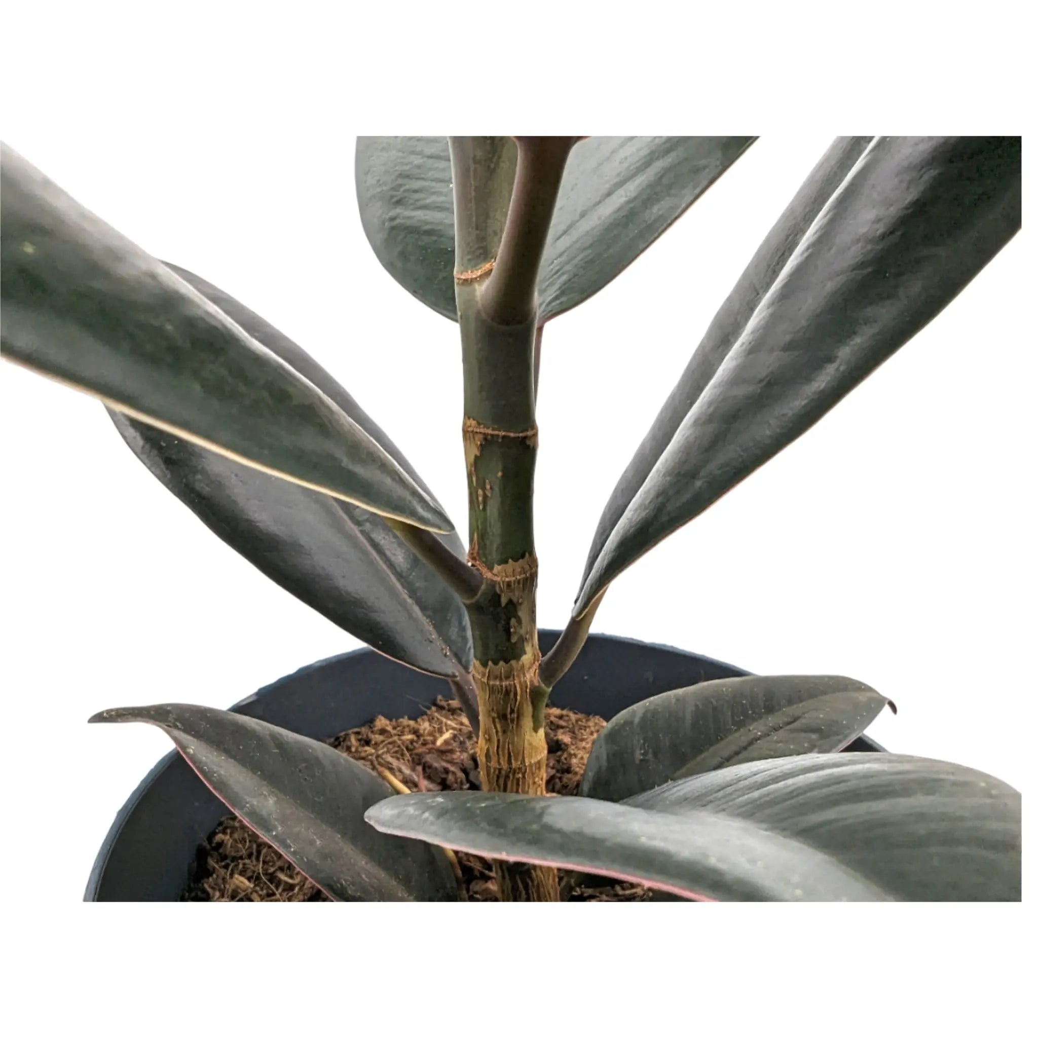 Ficus Abidjan - Burgundy Rubber Plant Leaf Culture