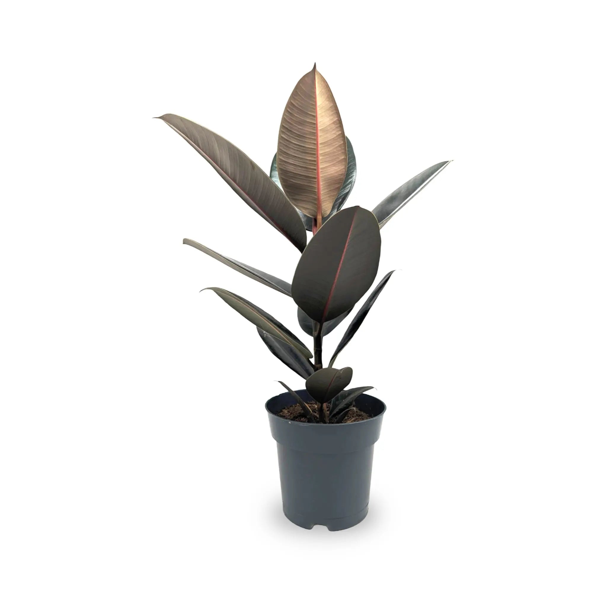 Ficus Abidjan - Burgundy Rubber Plant Leaf Culture