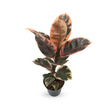 Ficus Belize Leaf Culture