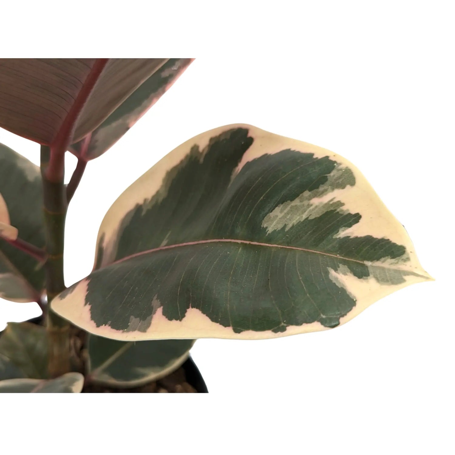 Ficus Belize Leaf Culture
