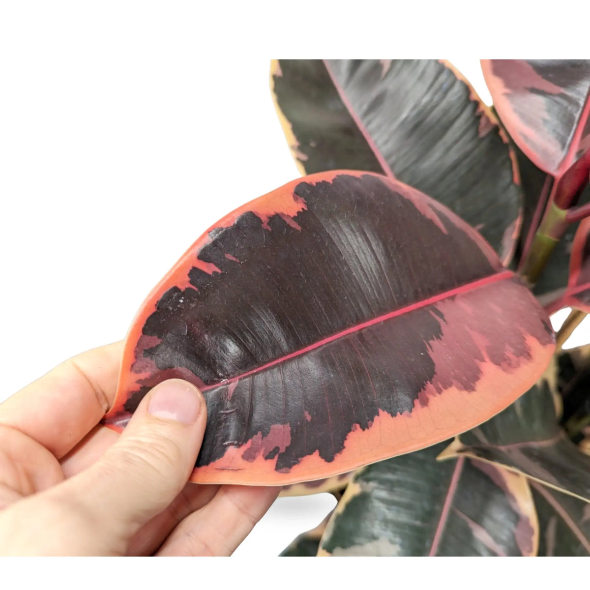 Ficus Belize Leaf Culture