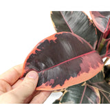 Ficus Belize Leaf Culture