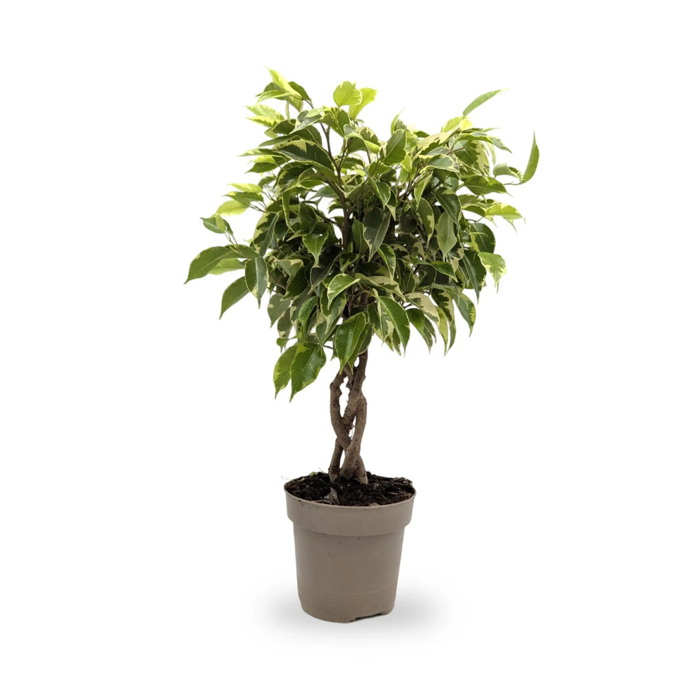 Ficus Bushy King Braided Stem_1_thumb